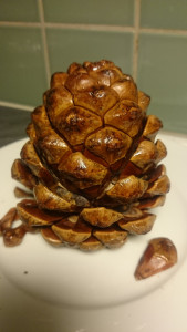 pinenut